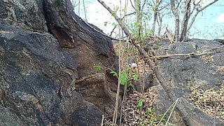 Teacher Enjoying Outdoor Romance