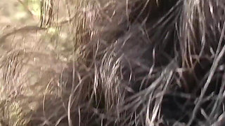 College couples enjoying outdoor fucking