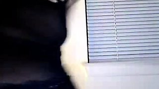 Voluptuous Ebony Dancer Shakes it for the Webcam