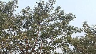 Rangeela has not left her copy behind in any way.